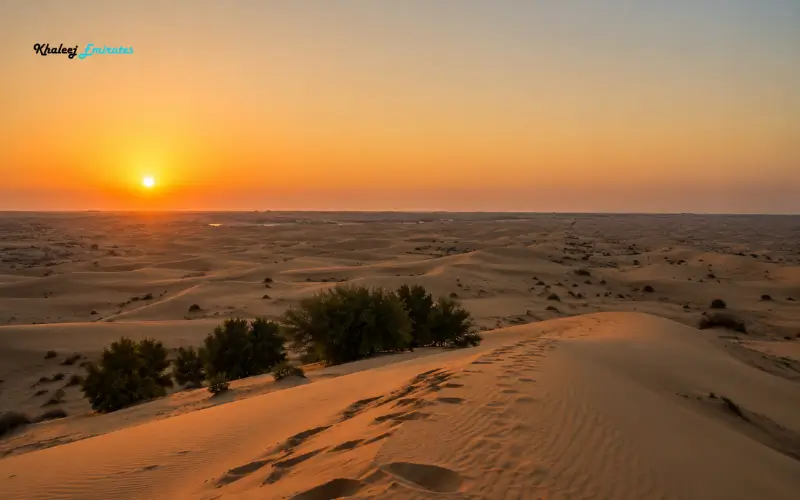 Desert Landscape