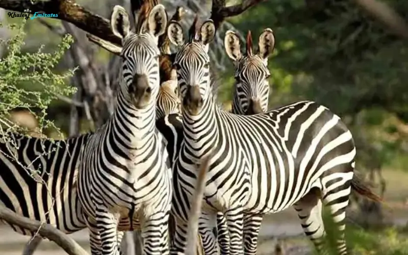 zebras