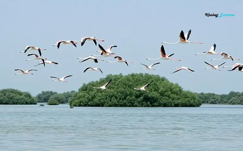 Bird Watching