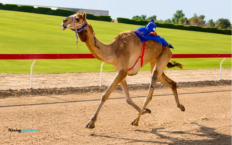Al Wathba Camel Race Track